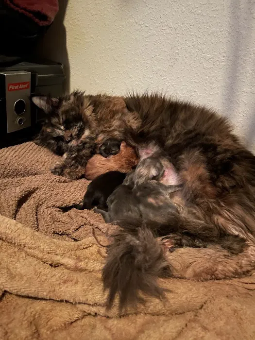 7&3 Cattery 6