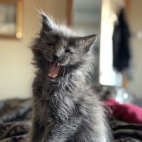7&3 Cattery ico