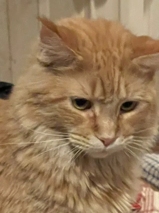 7&3 Cattery 2