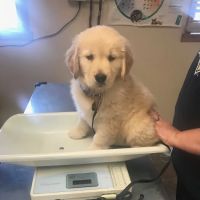 Crossroads Veterinary Hospital ico