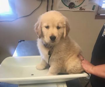 Crossroads Veterinary Hospital