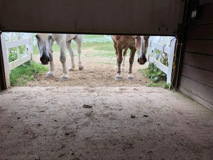 Harmony Equine Veterinary Services, P.c. 1