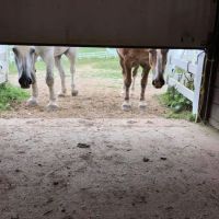 Harmony Equine Veterinary Services, P.c. ico