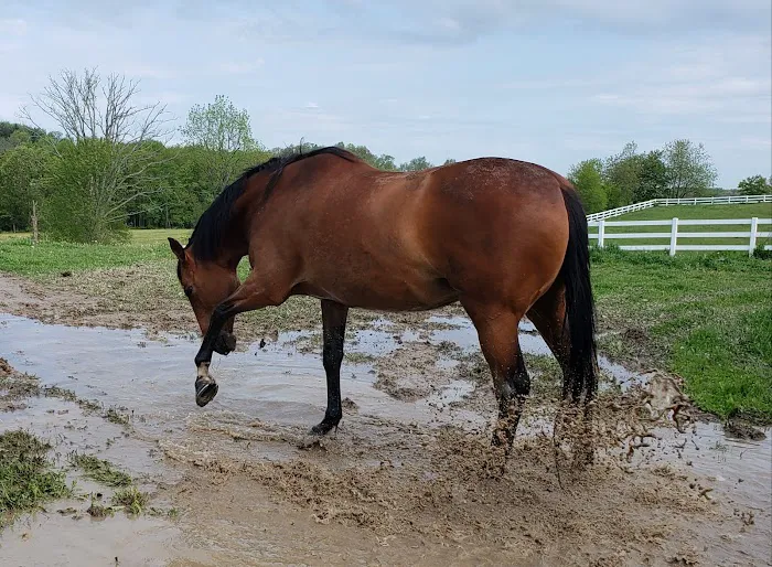 Harmony Equine Veterinary Services, P.c. 4