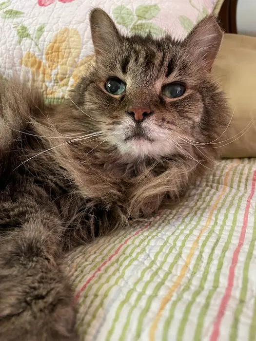 Twinbrook Animal Clinic, Inc. 5