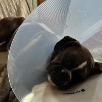 Twinbrook Animal Clinic, Inc. ico