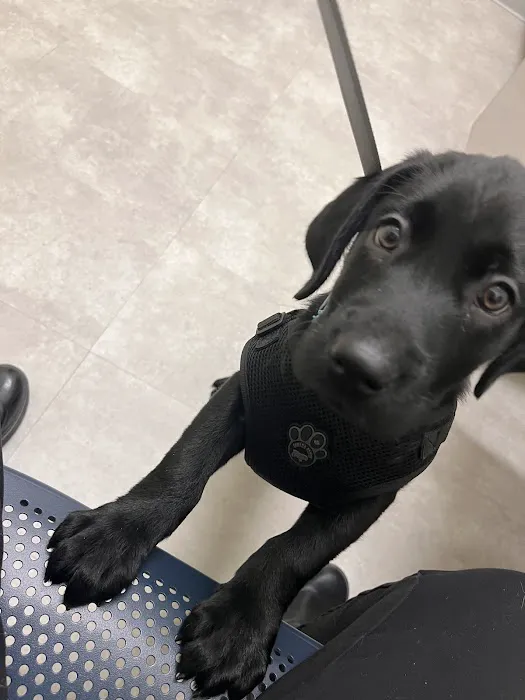 Animal Hospital of Valencia 4