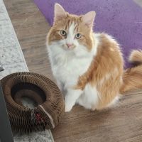 Animal Hospital of Valencia ico