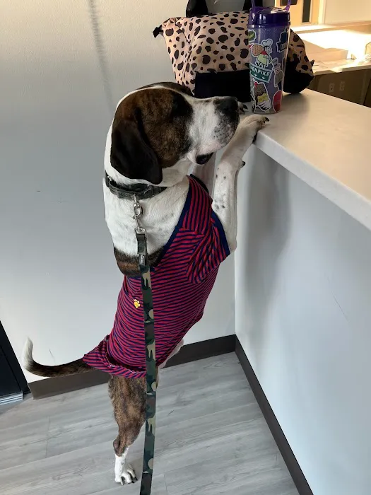 All Pet Animal Hospital 10