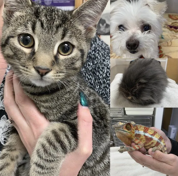 All Pet Animal Hospital 6
