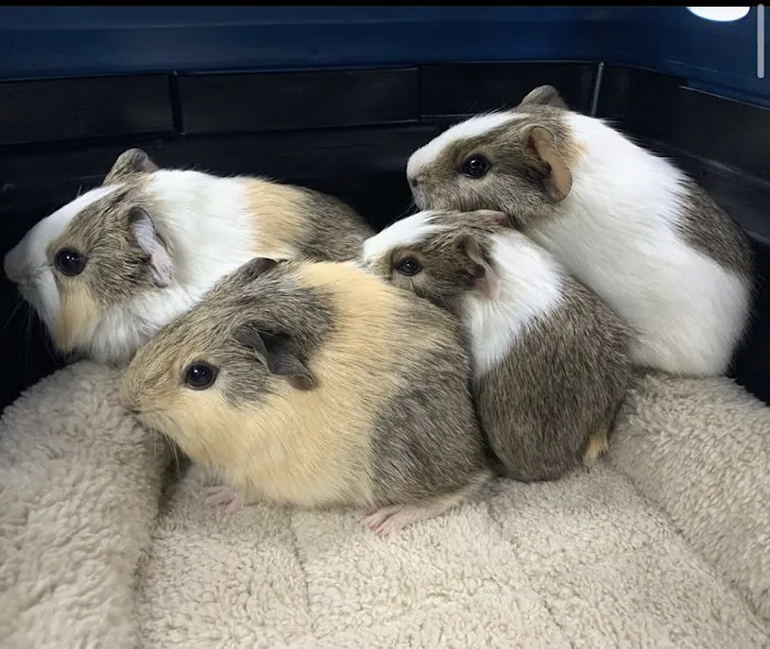 All Pet Animal Hospital 9