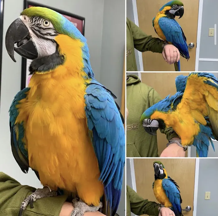 All Pet Animal Hospital 4