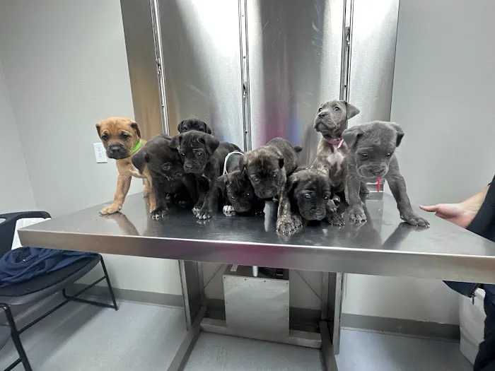 All Pet Animal Hospital 7