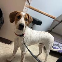 Camboro Veterinary Hospital ico