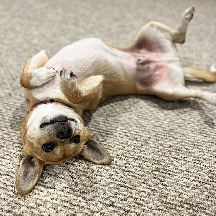 Millcreek Animal Hospital 5