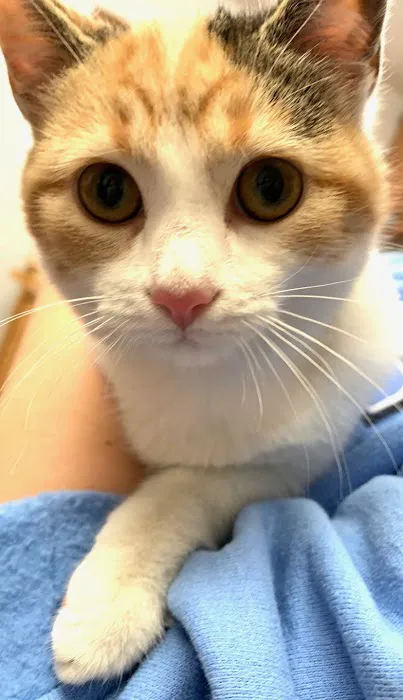 PetDentistry.com at Regional Veterinary Center | Millcreek Campus 7