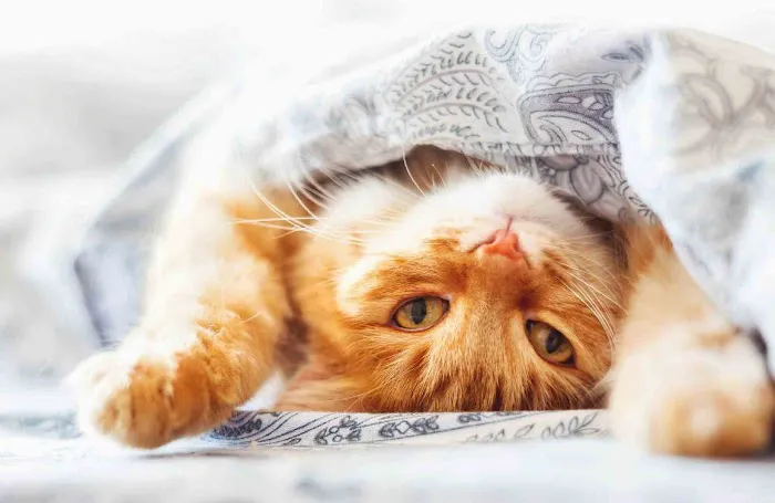 PetDentistry.com at Regional Veterinary Center | Millcreek Campus 6