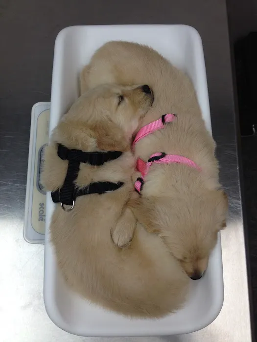 PetDentistry.com at Regional Veterinary Center | Millcreek Campus 1