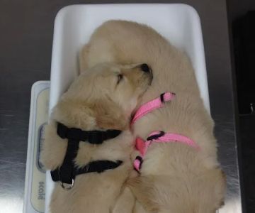 PetDentistry.com at Regional Veterinary Center | Millcreek Campus