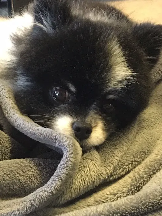 PetDentistry.com at Regional Veterinary Center | Millcreek Campus 8