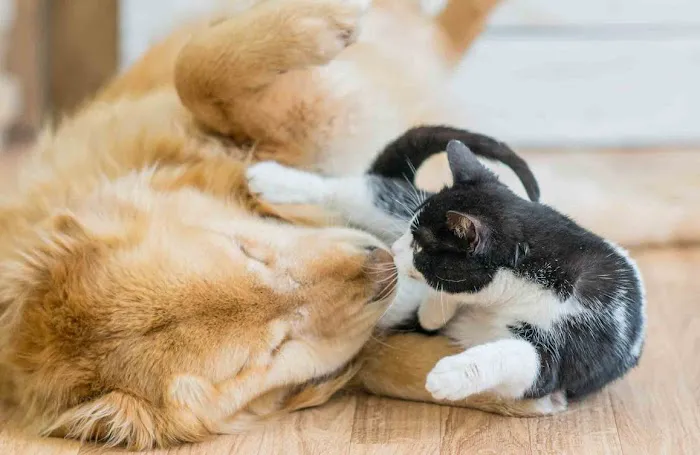 PetDentistry.com at Regional Veterinary Center | Millcreek Campus 5