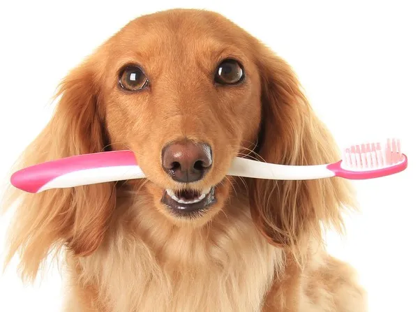 PetDentistry.com at Regional Veterinary Center | Millcreek Campus 10