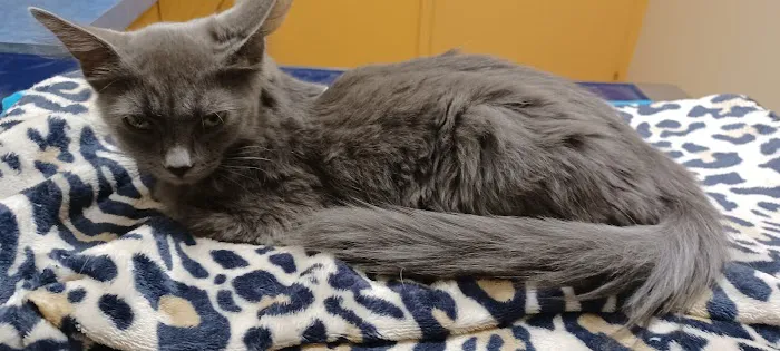 Erie Animal Hospital 1