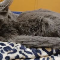 Erie Animal Hospital ico