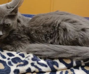 Erie Animal Hospital