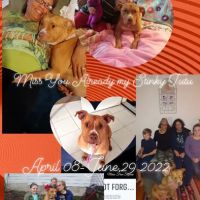 Erie Animal Hospital: Morris Stephanie DVM ico