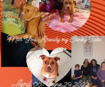 Erie Animal Hospital: Morris Stephanie DVM