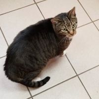 Animal Ark Pet Hospital ico