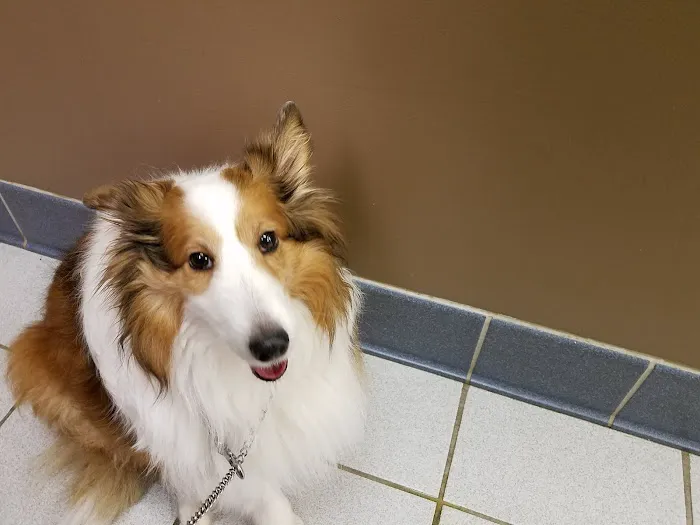 Animal Ark Pet Hospital 2