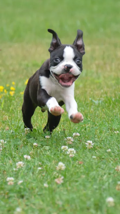Wilde Veterinary Center 10