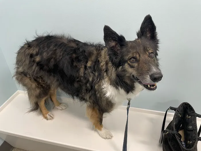 Animal Hospital of Waterford 9