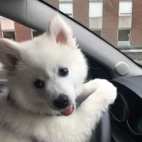 Animal Hospital of Waterford ico