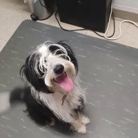 Chapman Brian R Dvm - Union City Pet Hospital ico