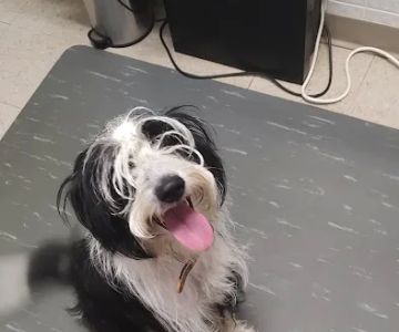 Chapman Brian R Dvm - Union City Pet Hospital