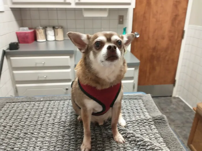 Eastside Veterinary Hospital 3