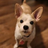The Ark Animal Hospital ico