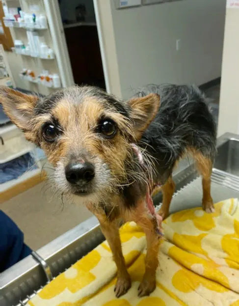 The Ark Animal Hospital 3