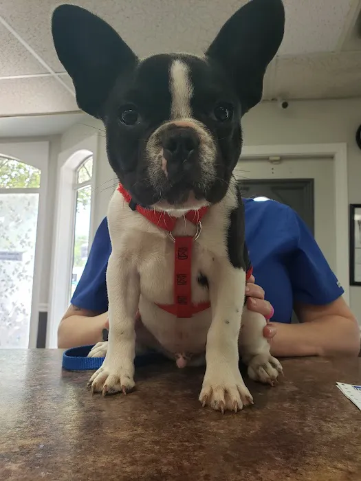 The Ark Animal Hospital 8