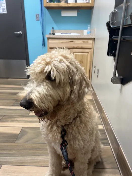 Family Animal Medicine 5