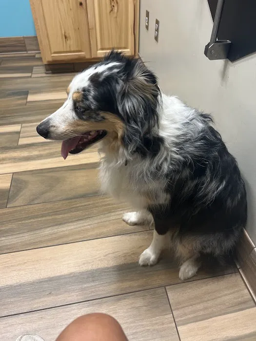 Family Animal Medicine 9