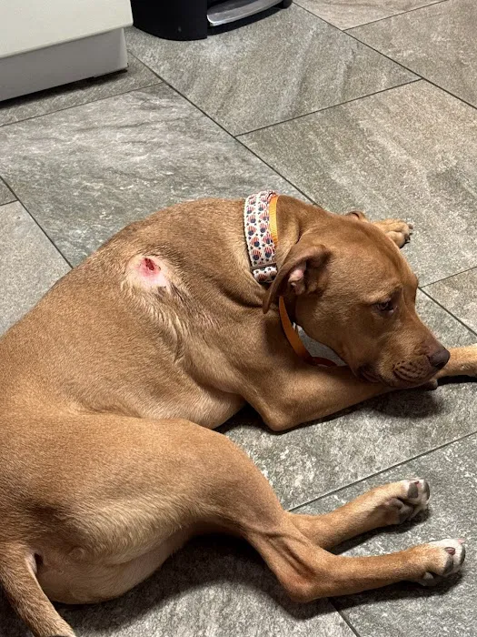 SAHO Owasso Animal Hospital 10