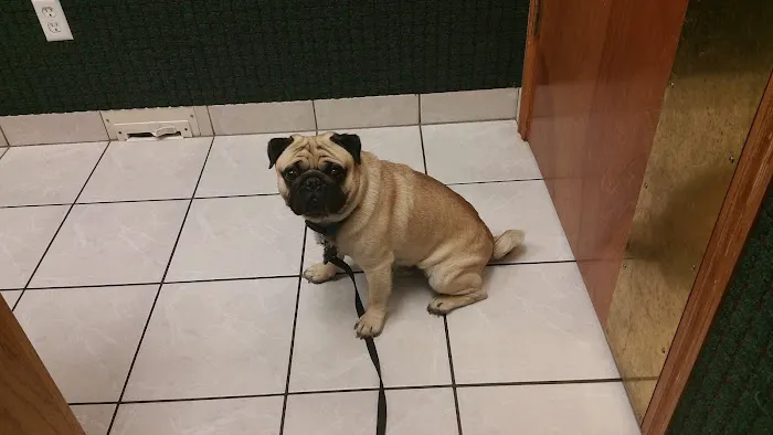 VCA Owasso Animal Medical Center 1