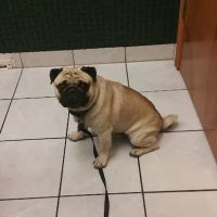 VCA Owasso Animal Medical Center ico