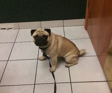 VCA Owasso Animal Medical Center