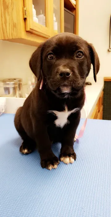 VCA Owasso Animal Medical Center 4