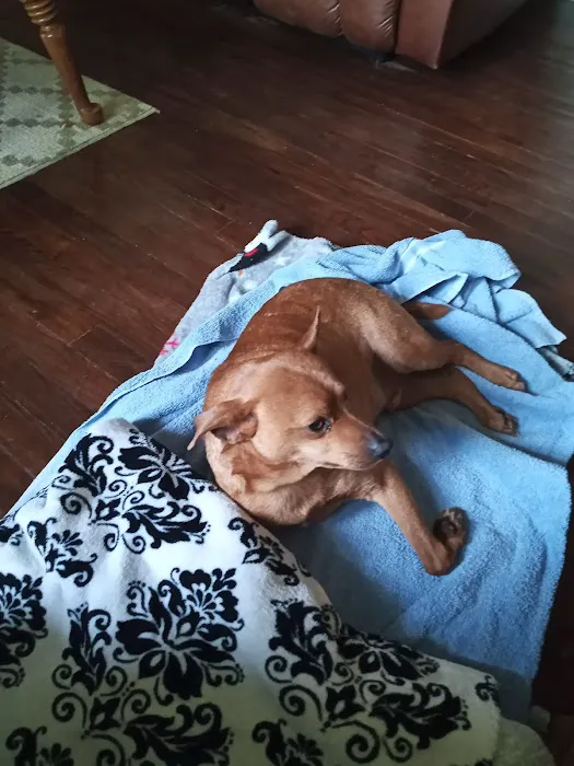 Ator Heights Animal Hospital 6
